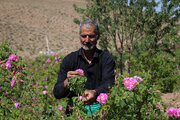 برداشت گل محمدی در روستای آذران کاشان