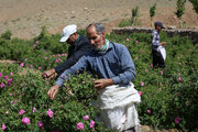 احیای مزرعه گل‌محمدی شهرداری طاقانک