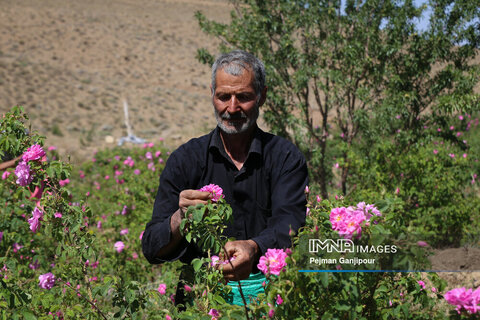برداشت گل محمدی در روستای آذران کاشان
