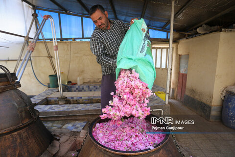 برداشت گل محمدی در روستای آذران کاشان