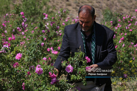 برداشت گل محمدی در روستای آذران کاشان