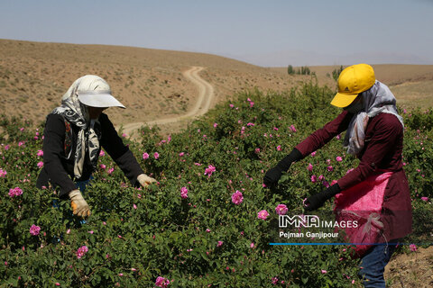 برداشت گل محمدی در روستای آذران کاشان