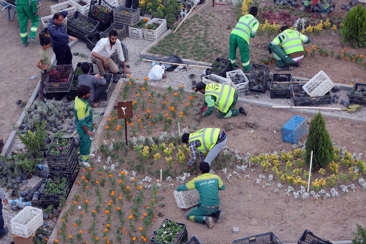 بیش از ۳.۵ میلیون بوته گل زینت‌بخش تابستان مشهد
