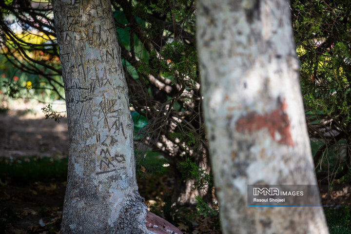 Tree vandalism violation of green space regulations