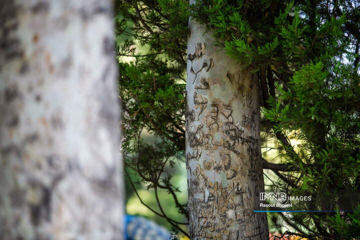 Tree vandalism violation of green space regulations