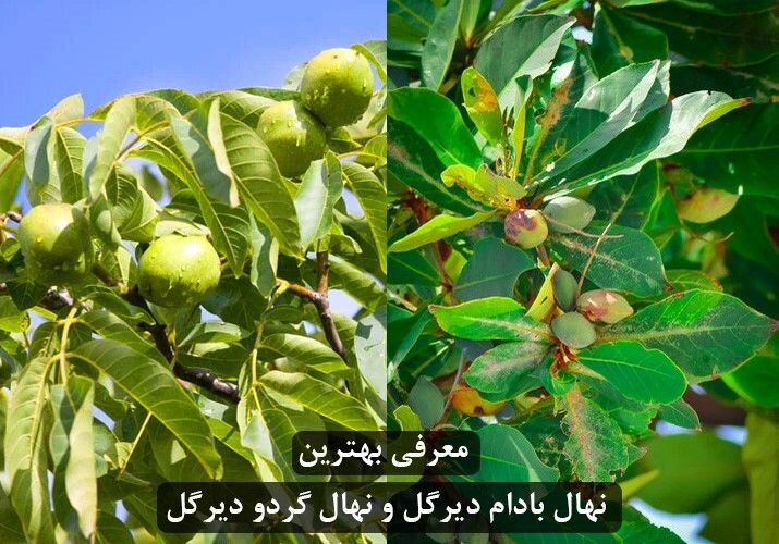 معرفی جهت خرید بهترین نهال‌های دیرگل بادام و گردو در ایران