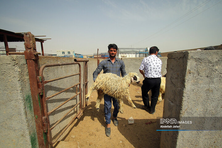 بازار دام لنجان در آستانه عید قربان