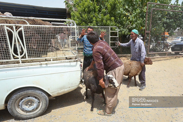 بازار دام زنده اصفهان در آستانه عید قربان