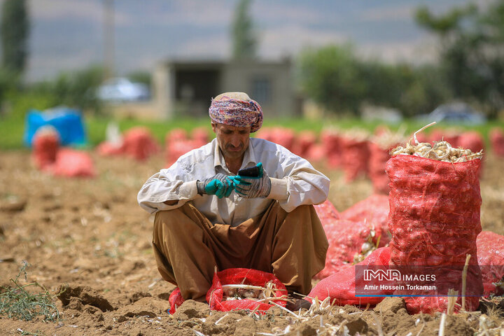 برداشت سیر از مزارع همدان