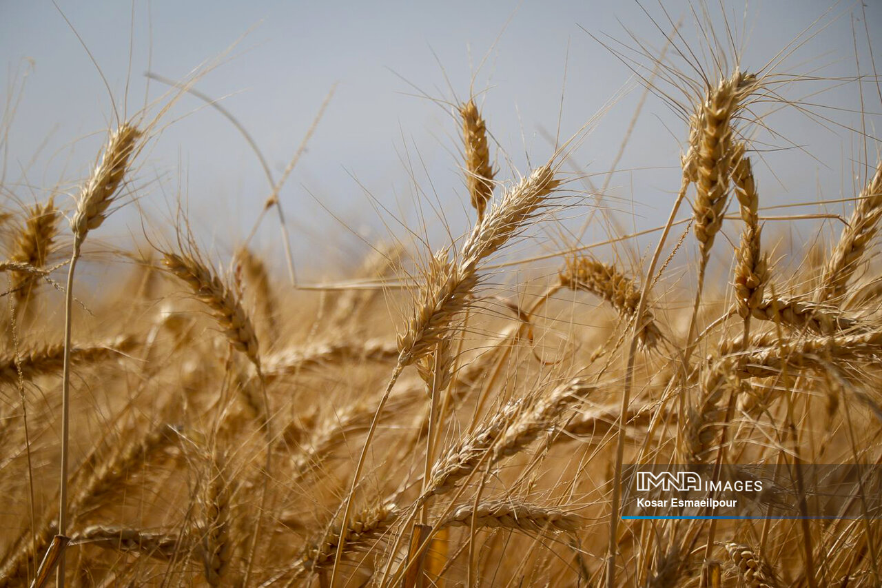 قیمت کود و بذر در سال آینده چقدر است؟