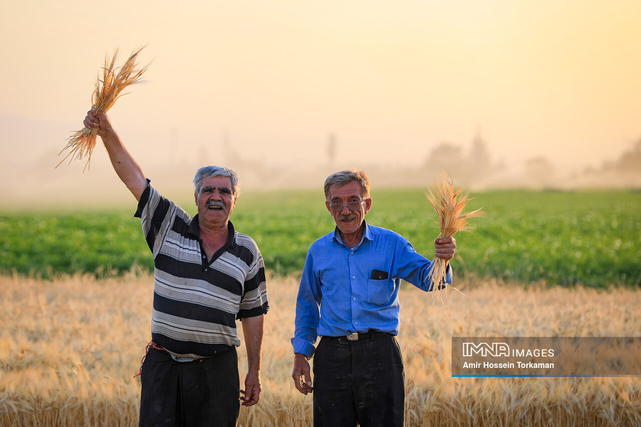 In April and May, Iran bought 2.9 million metric tons of domestic wheat