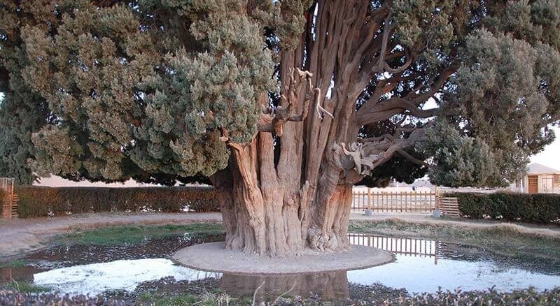Iran preparing to get 4,500-year-old cypress on UNESCO list