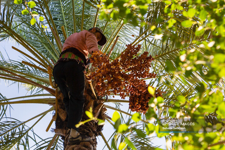 برداشت خرما در فارس