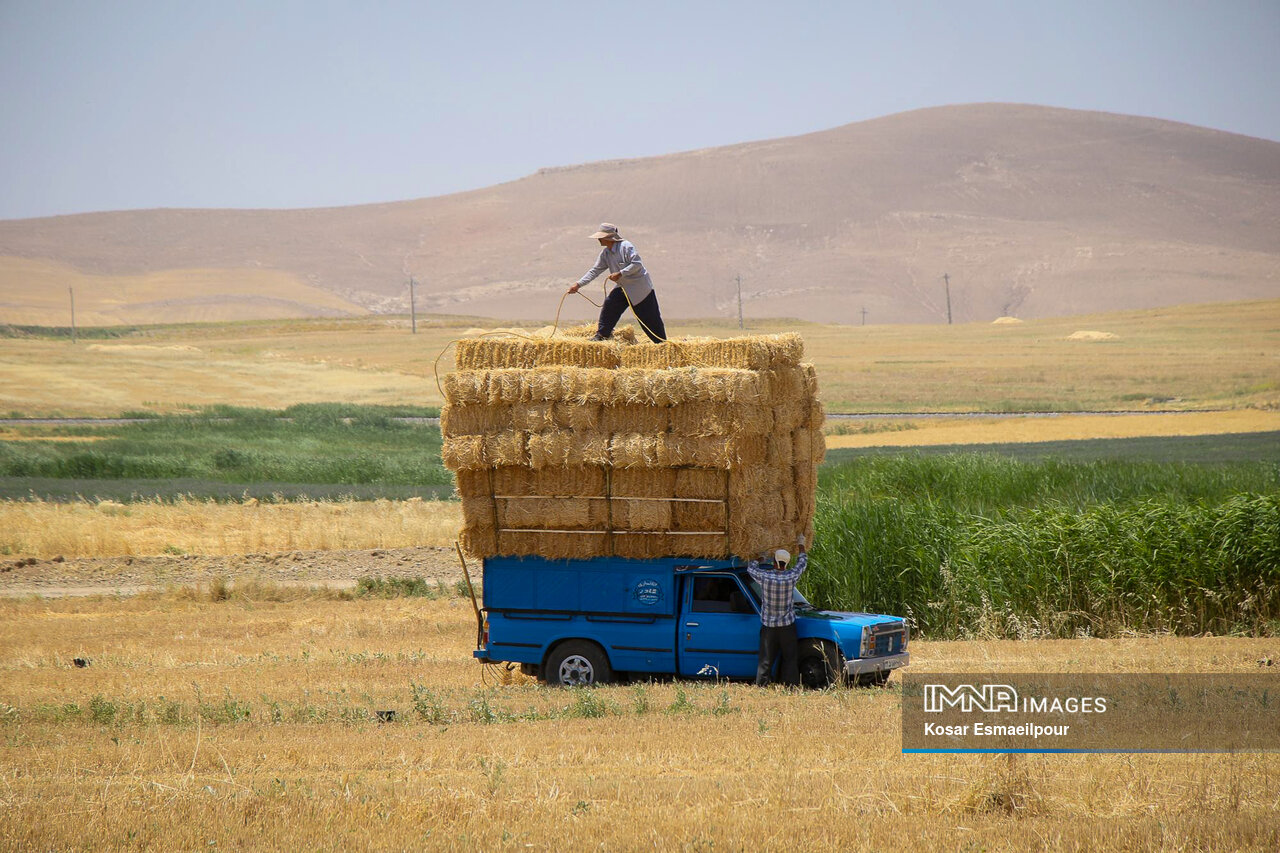 رکورد خرید گندم در استان کردستان شکسته شد