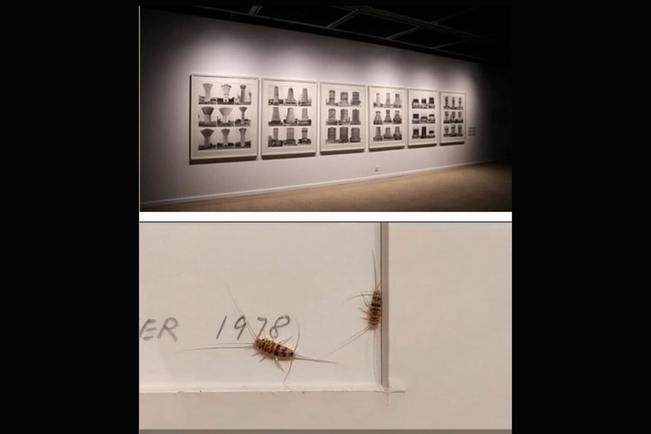 ماجرای مشاهده حشرات در موزه هنرهای معاصر تهران چه بوده است؟