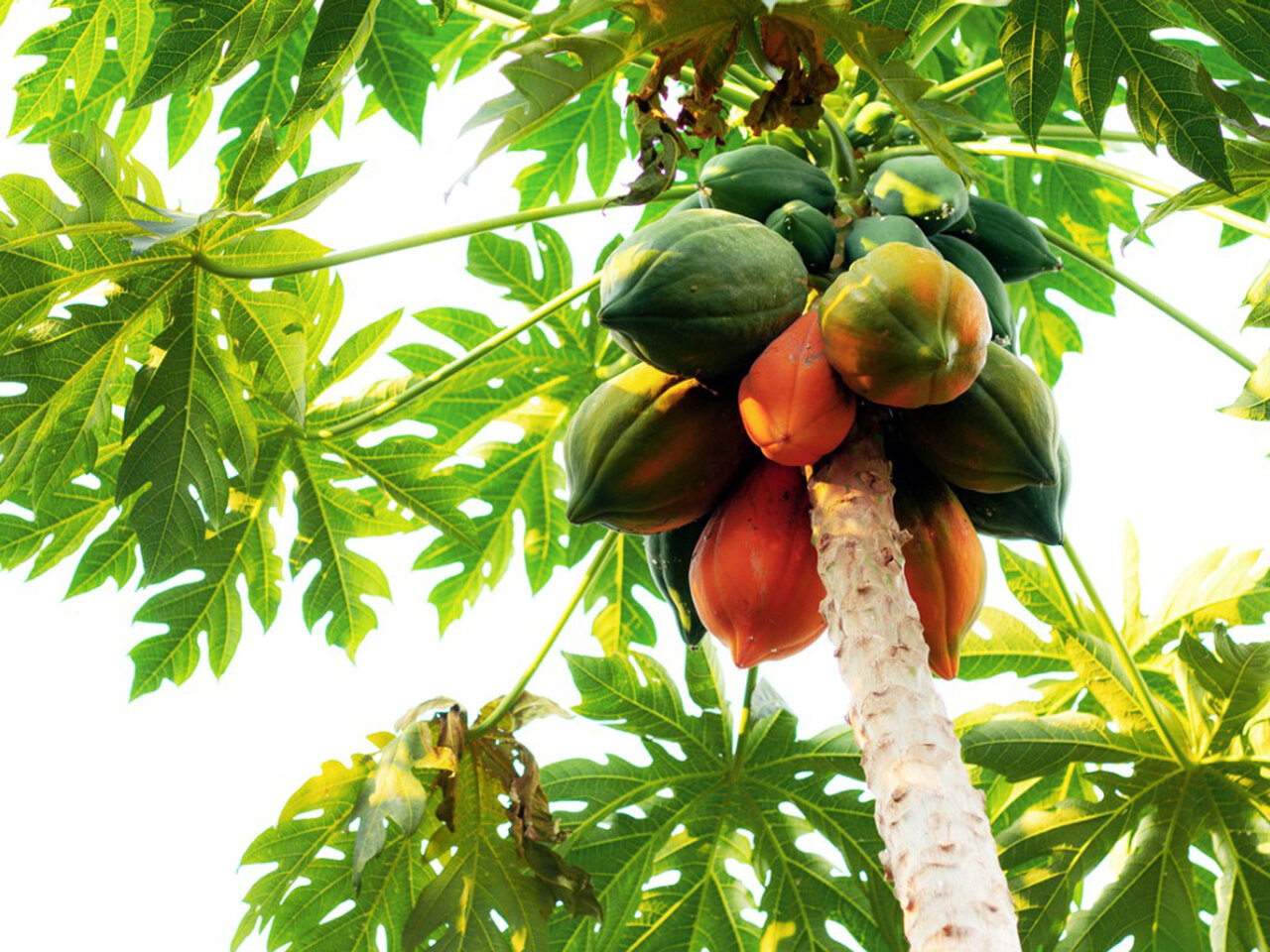 خواص میوه پاپایا چیست ؟ + انواع، کاربرد، فواید، عکس، مضرات و قیمت خربزه درختی