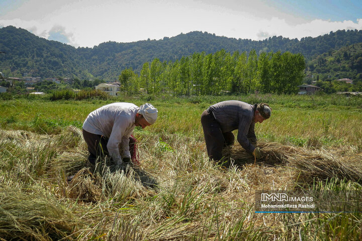 برداشت برنج از مزارع گیلان