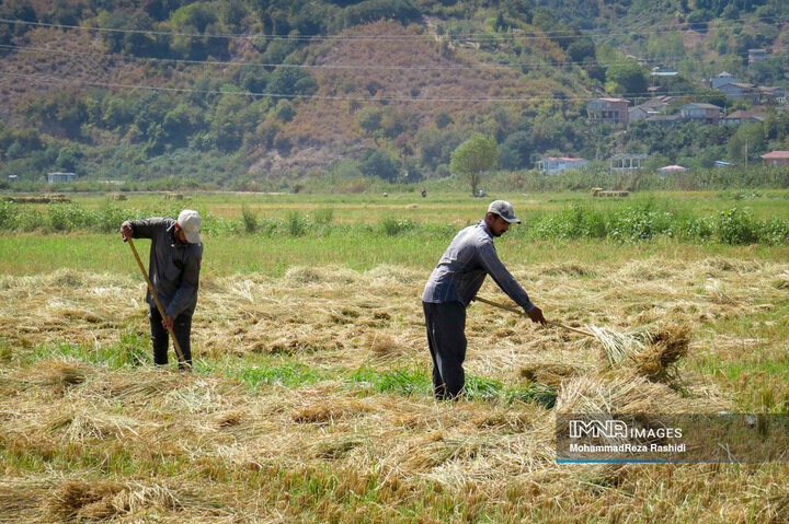 برداشت برنج از مزارع گیلان
