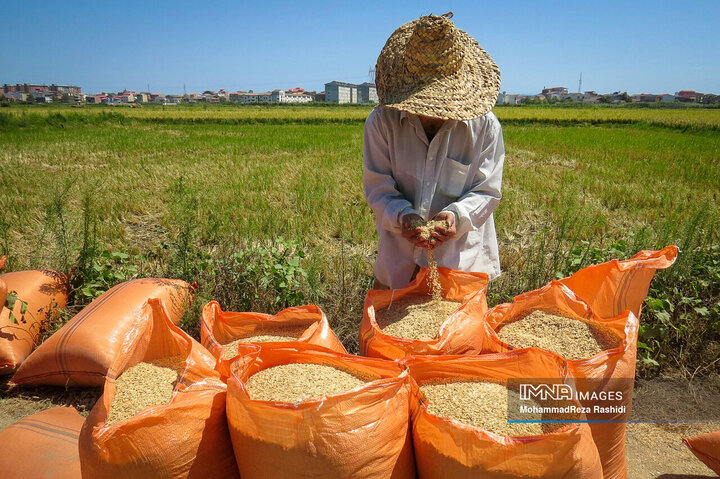 By late July, Iran's rice imports halved year over year