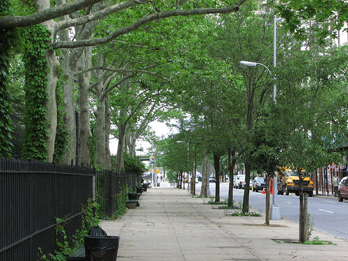 تدابیری برای پیشگیری از انقراض احتمالی درختان در شهرها