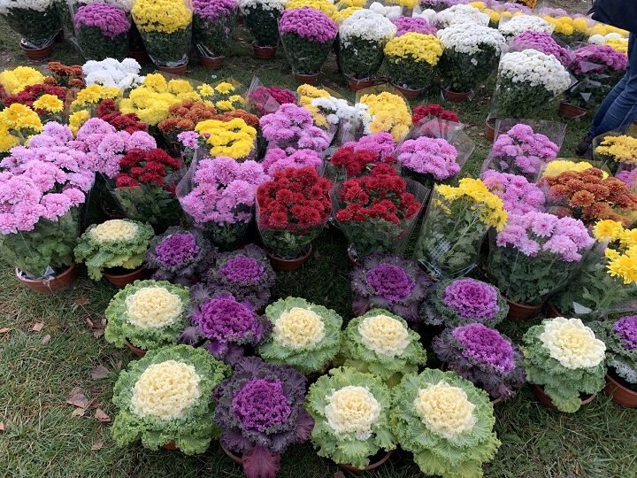 پارک مادر بروجرد میزبان گل‌های داوودی و کلم تزئینی