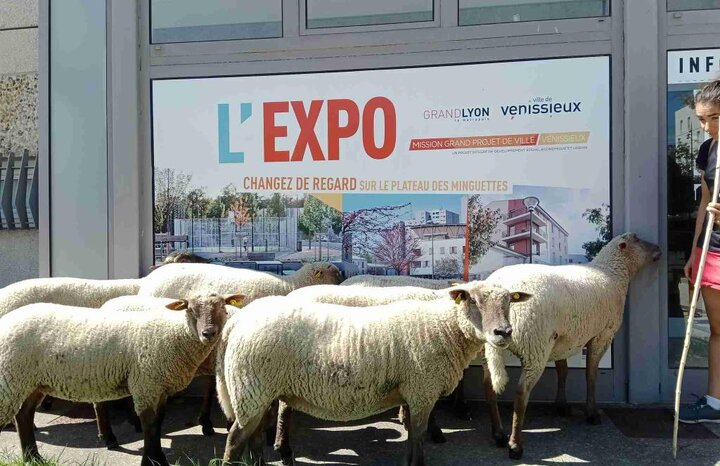 ورود گوسفندان به لیون فرانسه 