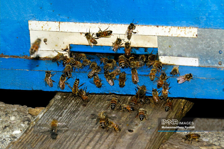زنبورداری و تولید عسل در آستارا