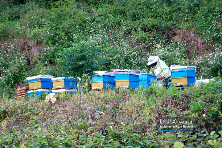 زنبورداری و تولید عسل در آستارا