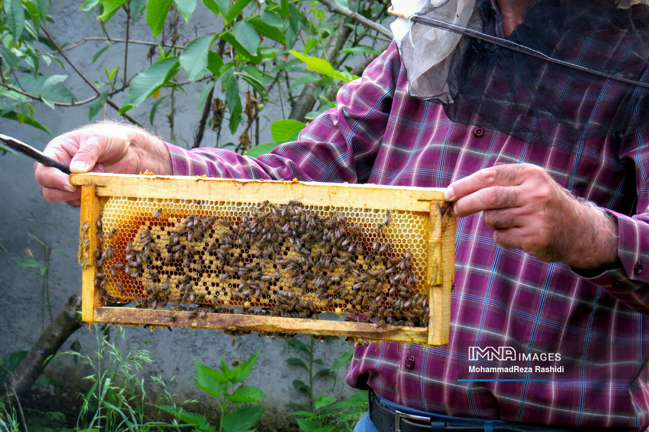 کاهش ۱۶.۵ درصدی تولید عسل در استان اردبیل