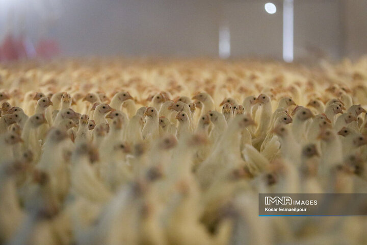 کشف ۱۰۰۰ قطعه مرغ زنده گوشتی بدون مجوز در اسدآباد