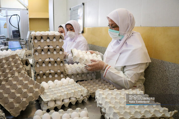 تولید و فرآوری تخم مرغ آذربایجان
