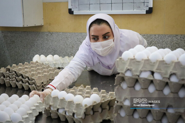 تولید و فرآوری تخم مرغ آذربایجان