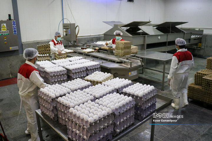مسئولان وزارت جهاد کشاورزی در نشست بررسی معدوم‌سازی ۱۵میلیون تخم‌مرغ‌ نطفه‌دار حاضر نشدند