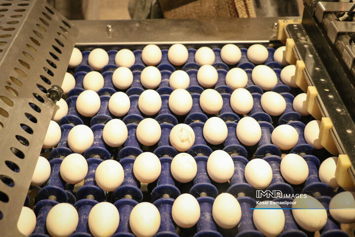 تولید تخم‌مرغ ۲برابر نیاز استان است/اصفهان صادرکننده شیر به خارج از کشور