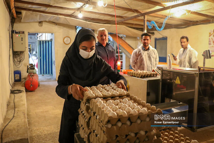 تولید ۸۹ هزار تن تخم‌مرغ در قزوین