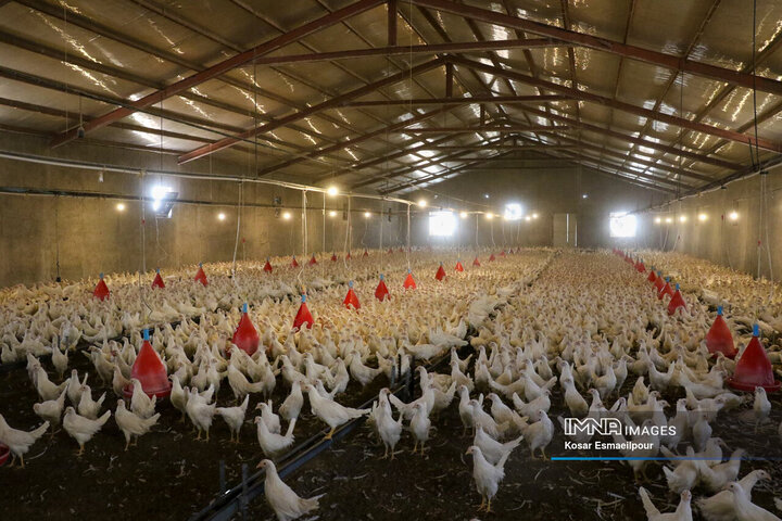 ۴۸۰ میلیون جوجه به مرغداران تحویل داده می‌شود
