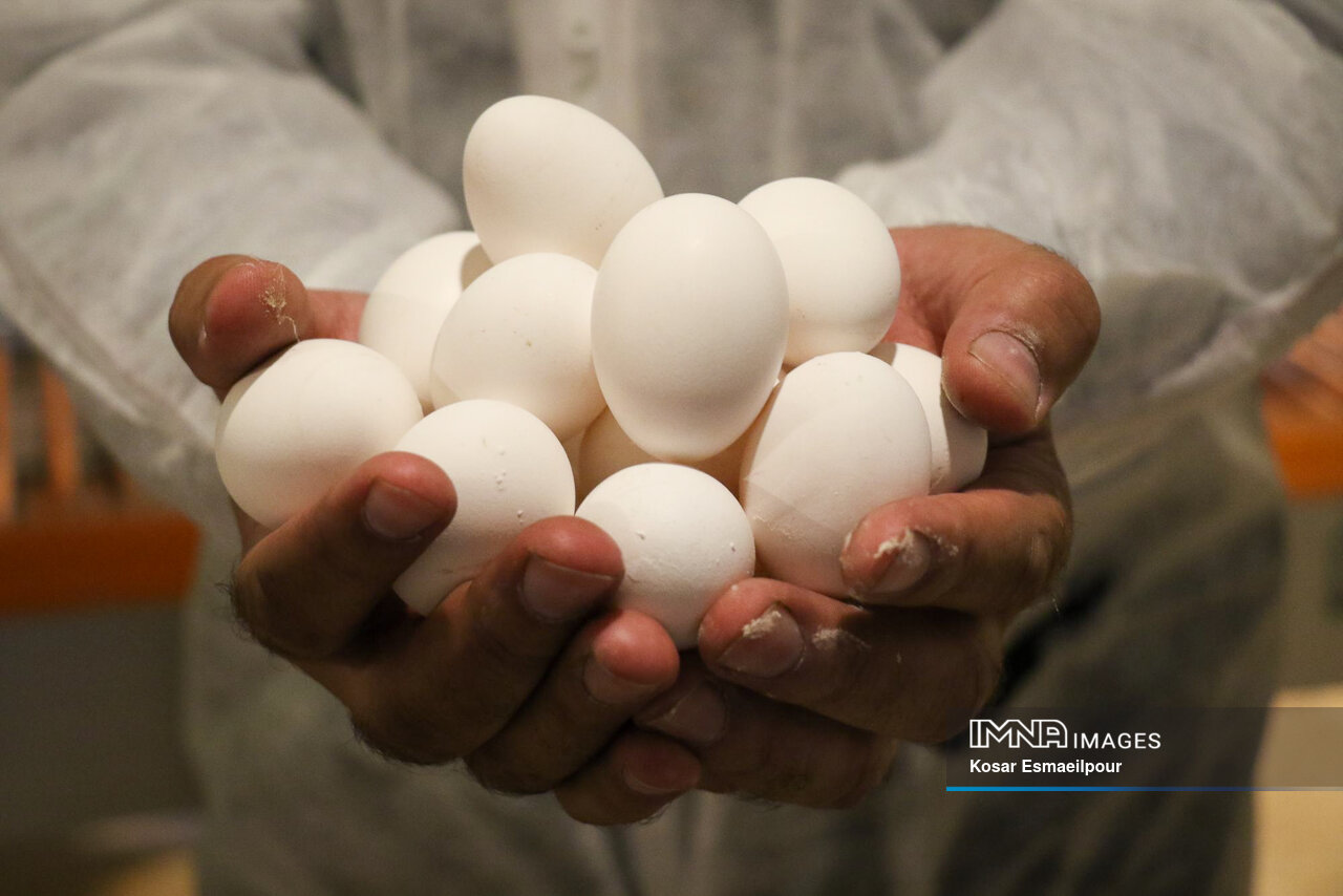 قیمت جدید تخم‌مرغ اعلام شد/هر شانه از ۹۰,۵۰۰ تا ۹۵,۵۰۰ تومان