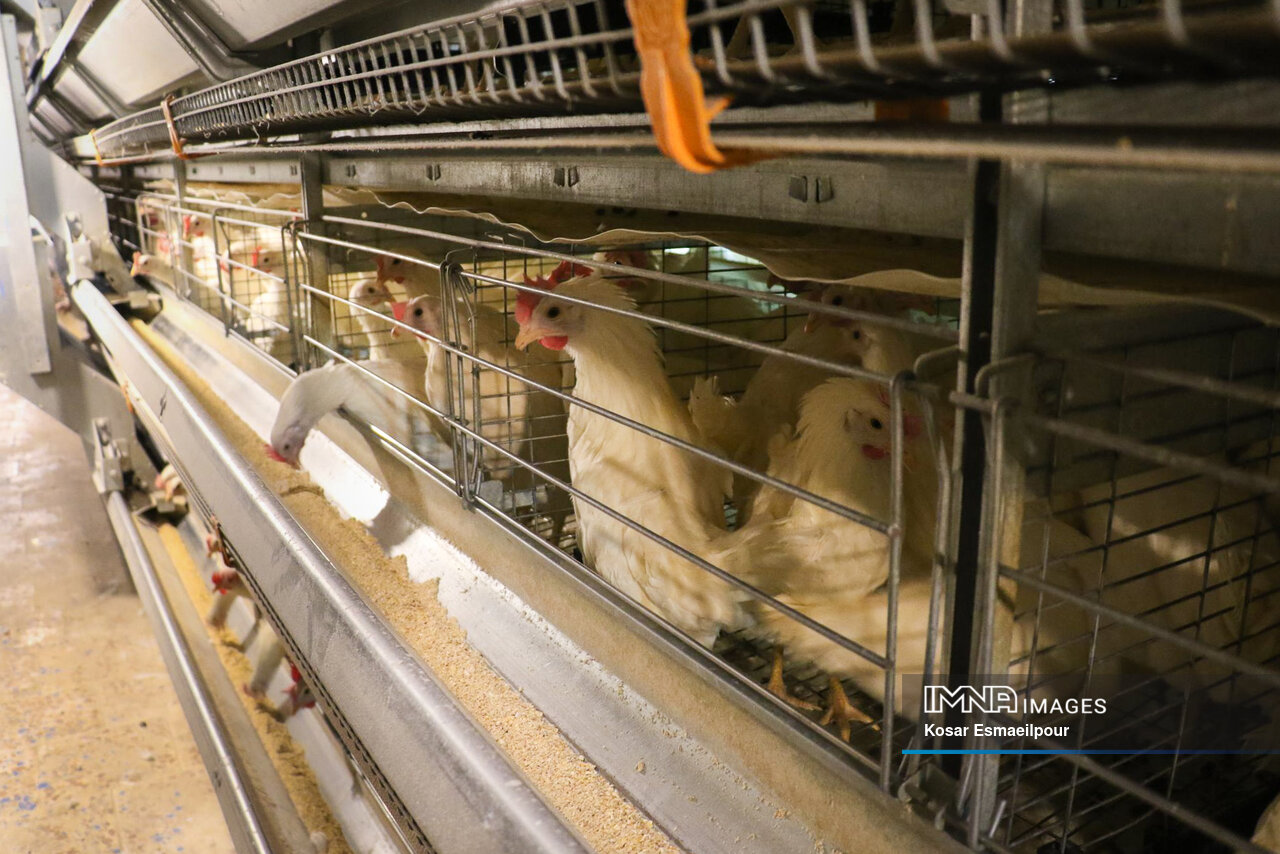 کشف ۱۱۰۰ قطعه مرغ زنده فاقد مجوز در صومعه‌سرا