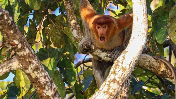 Comedy Wildlife Photography Awards 2022