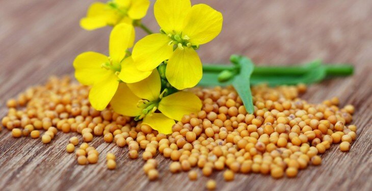 10 ادویه که برای پختن غذاهای خوش طعم ضروری است