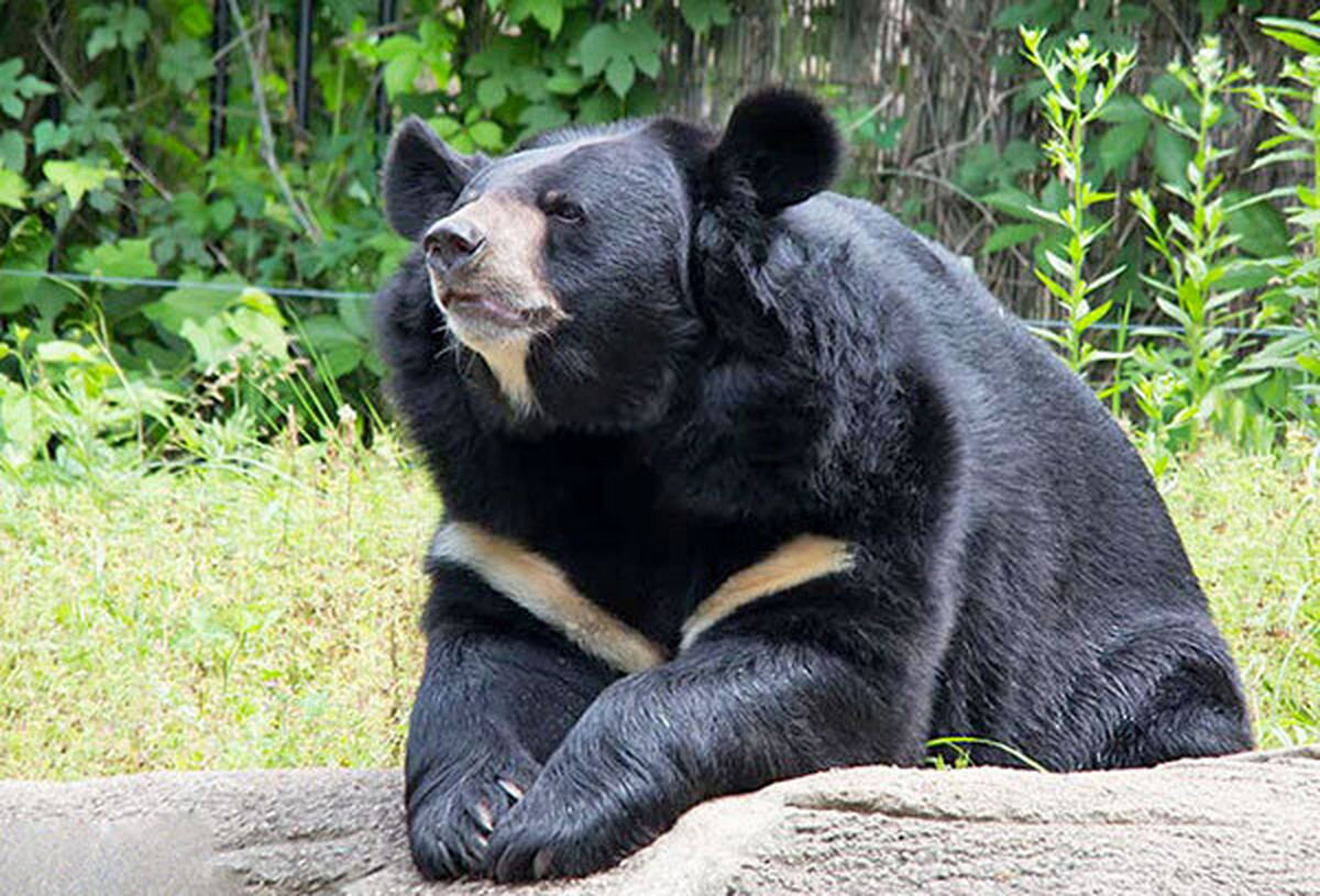 «لالین»؛ توله خرس بلوچی در معرض تهدید انقراض