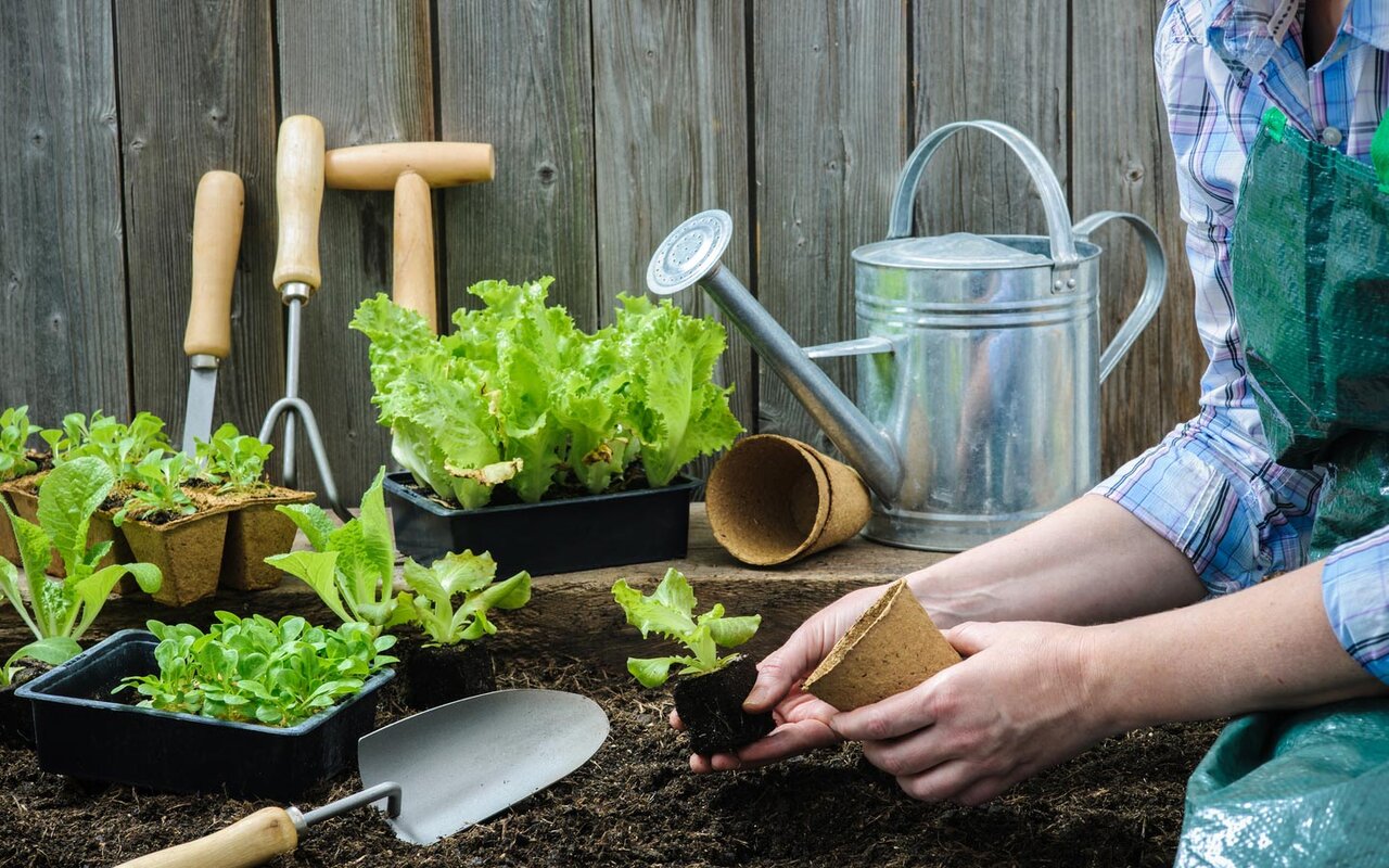 چگونه در خانه سبزی خوردن بکاریم؟ + آموزش نحوه کاشت انواع سبزی معطر و آبیاری در آپارتمان