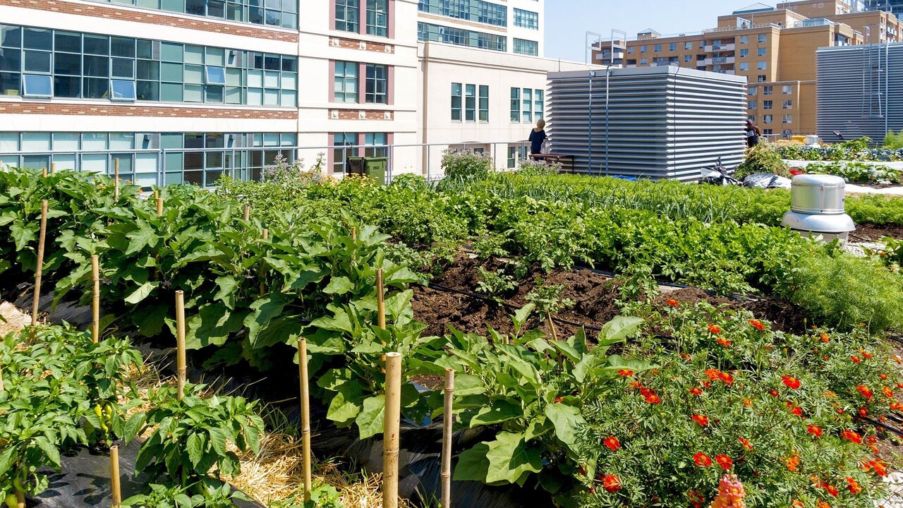 مهم‌ترین مزایای کشاورزی شهری