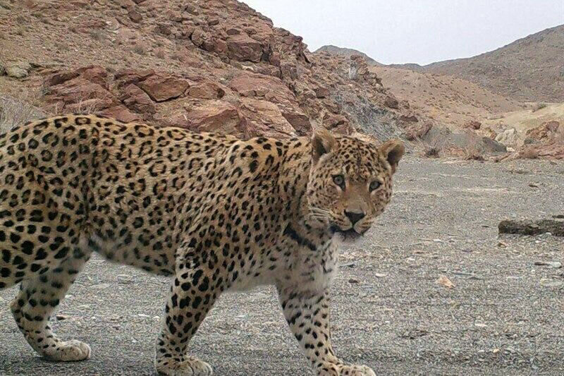 Persian leopard spotted on camera trap in Isfahan's Khur and Biabanak