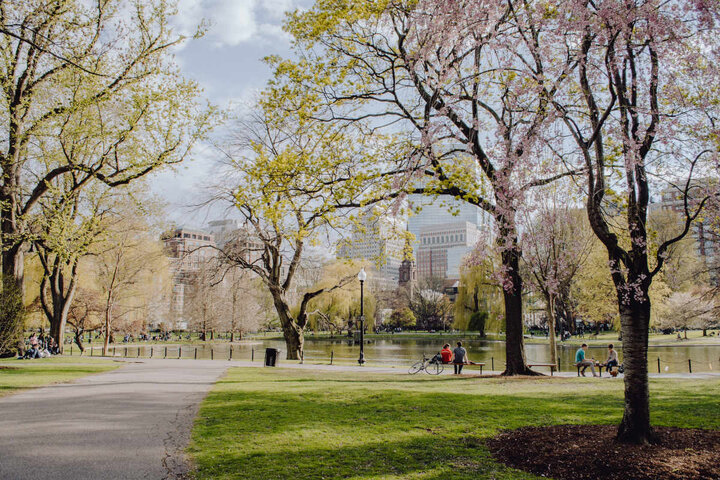 استراتژی بوستون برای گسترش سایبان‌های درختی