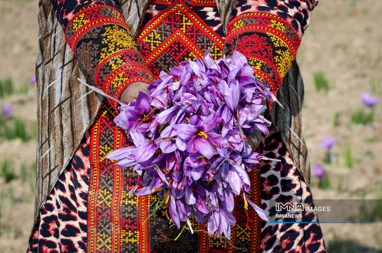 جدال طلای سرخ ایرانی با رقبا