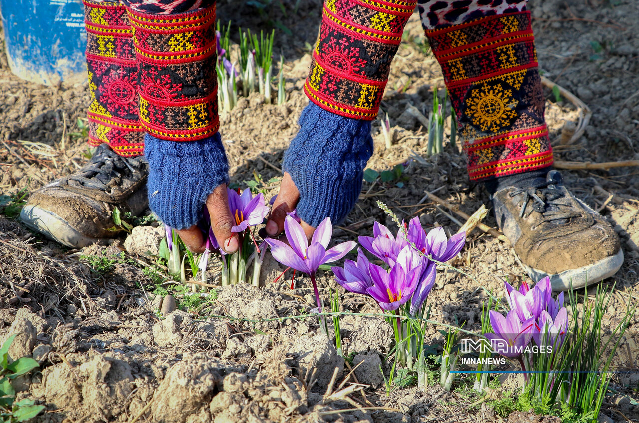 Raviz Village in Southern Iran Hosts Inaugural Saffron Festival, Attracting Tourists and Promoting Local Economy