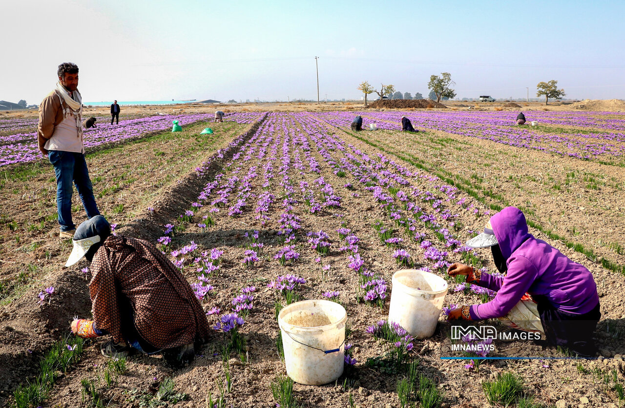 Saffron exports from Iran increased by 55%