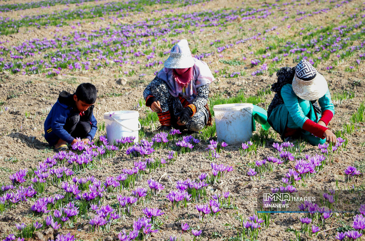 جدال طلای سرخ ایرانی با رقبا