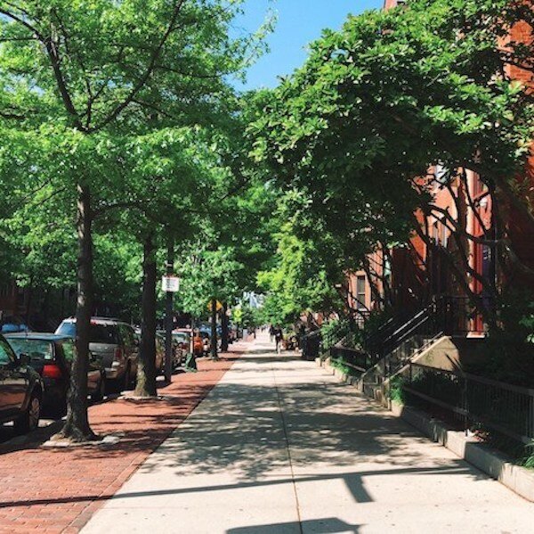 استراتژی بوستون برای گسترش سایبانهای درختی